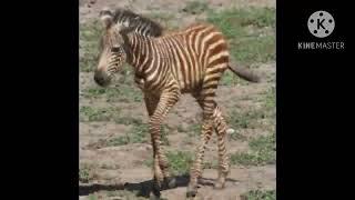 Zebra @MrZebraGamer