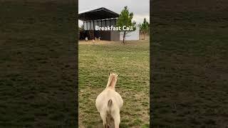 The Race is On #farmon #homestead #farmfun #farmlife #farming #goats #mule #chicken