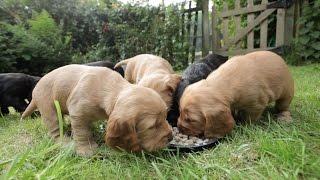 Cocker Spaniel Puppies  5 Weeks Old