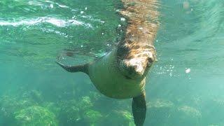 Schnorcheln Galapagos Seelöwen AquaSurround 1080p HD Gopro Entspannungsmusik
