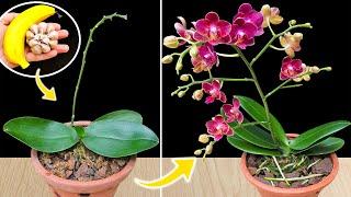 Do THIS and your orchid will bloom like crazy all year round