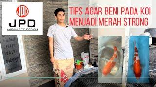 Review Pakan JPD Akafuji dan Tips Mencerahkan Warna Merah Ikan Koi