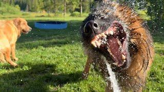 German Shepherd and Golden Retriever’s Hopeless Fight Against the Water