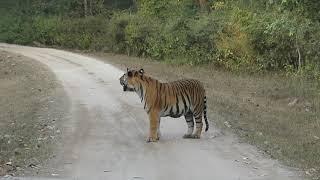 Kanha National Park Kanha Tiger Reserve India Part 4 of India and Sri Lanka Trip