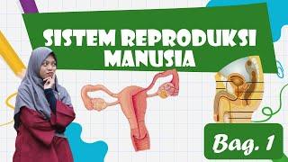 Sistem Reproduksi Manusia Kelas 9 SMP bagian 1 - Video Pembelajaran IPA