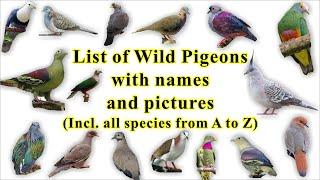 List of Wild Pigeon all 344 species with names and images