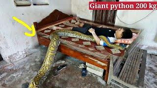 While sleeping the young man was crawled on by a 200 kg giant snake