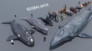 Mammal Size comparison 3D  3d Animation Size Comparison