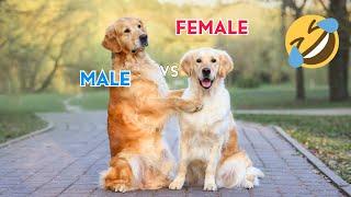 Funny Differences Between Female And Male DOGS