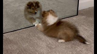 Sheltie puppy sees himself in the mirror for the first time