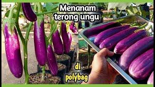 menanam terong ungu di polybag   berbuah besar 