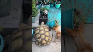 Tortoise Loves Redecorating His Backyard  The Dodo