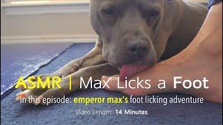 Max Licks  Foot  ASMR DOG LICKING  No Talking