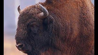Montana Governor and Park Superintendent clash over Yellowstone Bison