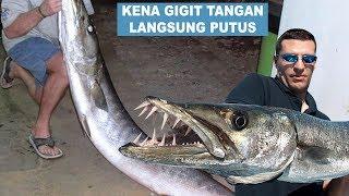 IKAN GANAS GIGI TAJAM - MONSTER LAUT - Barracuda Fish