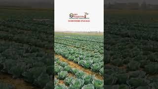 Kobicabbage #villagefood #viralvideo #shorts farmers livelihood farm
