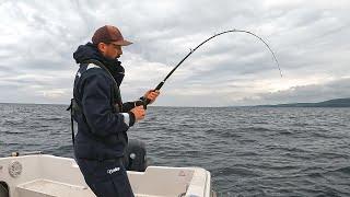 Catching Tope Using Pollack  Sea Fishing UK