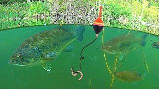UNDERWATER FISHING Big BASS and Bluegill Catch & Cook