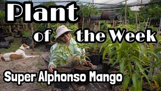 Plant of the Week  Super Alphonso Mango