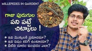 మొక్కల్లో గాజు పురుగులు ప్రమాదమా?  How to get rid of Millipedes in garden?  simple  Tips