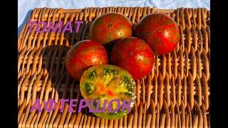 Томат Афтершок  Aftershock tomato