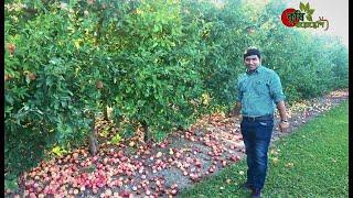 আপেল বাগান Apple Orchard-২য় পর্ব