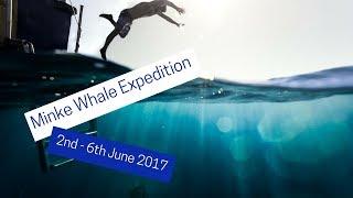 Minke Whale Expedition 2nd - 6th June 2017