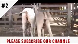 Super donkey meeting video