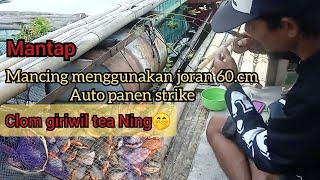 mancing terbaru.strike bertubi tubi menggunakan joran mini 60 cm #cibiukfishingcianjur#mancingbawal