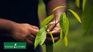 The Rockstar of Essential Oils