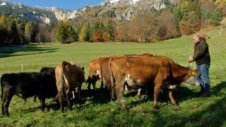 VALLE DI CENTA VACCHE AL PASCOLO TUTTO LANNO