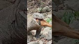 The Dragon Swallows All  Komodo Dragon