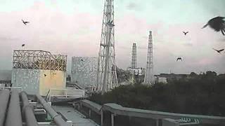 Les corbeaux dHitchcock sont de retour  webcam Tepco