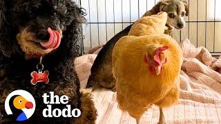 Chicken Sneaks Into House To Lay Eggs In The Cutest Place  The Dodo