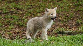 Arctic Wolf Puppies Go Exploring For The First Time