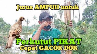 Trik Jurus Ampuh perkutut pikat cepat gacor dor