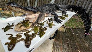 Alligator and Bullfrogs Catch & Cook Cajun￼ fried BlueGabe Style