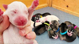 Day Old Husky Puppies