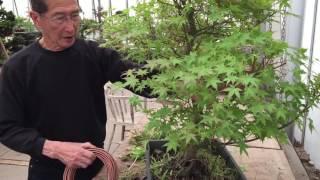 Creating a maple bonsai tree in 20 mins EASY