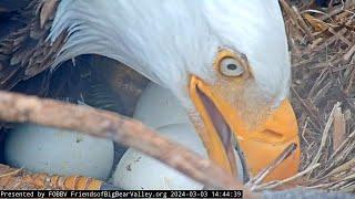 Zoom on eggs Big Bear Bald Eagle  1444  2024-03-03