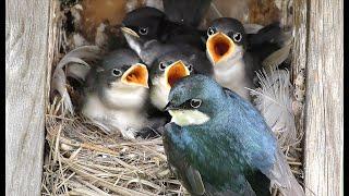 Nesting Tree Swallows