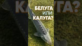 Какой хищник лучше для дачного пруда - белуга или калуга? Давайте разберемся  #рыба #пруд #белуга