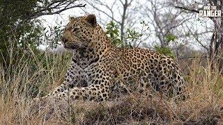 Stunning Male Leopard On Patrol Ravenscourt Male Leopard