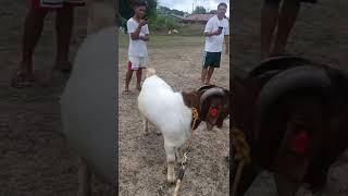 Goat mating goat farm