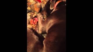 Pit bull barks in her sleep