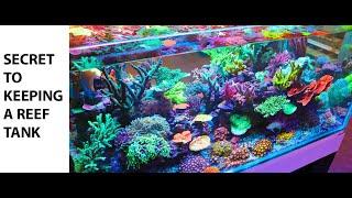 The Secret to Keeping a Salt Water Reef Tank