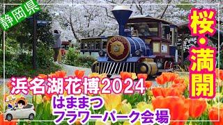 【浜名湖花博2024】桜・満開！47（日）桜とチューリップが一番見頃の時を撮影。