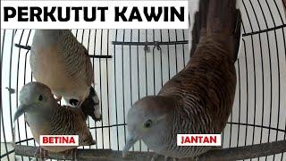  Suara Perkutut Jantan Emosi Mikat Kawin Kutut Betina