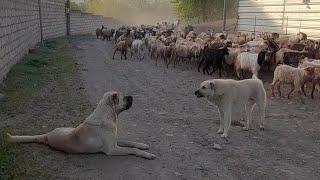 kangal və qurdbasar