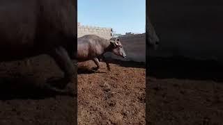 Buffalo Farming بھینس فارمنگ  #shorts #youtubeshorts #buffalofarming  #cattlesfarming